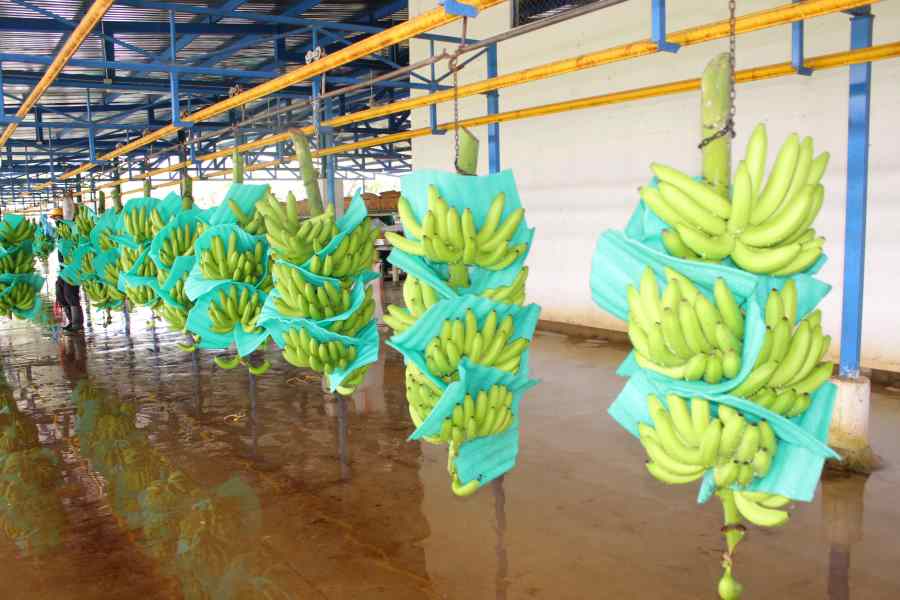 Imagen de referencia/ Asbama 