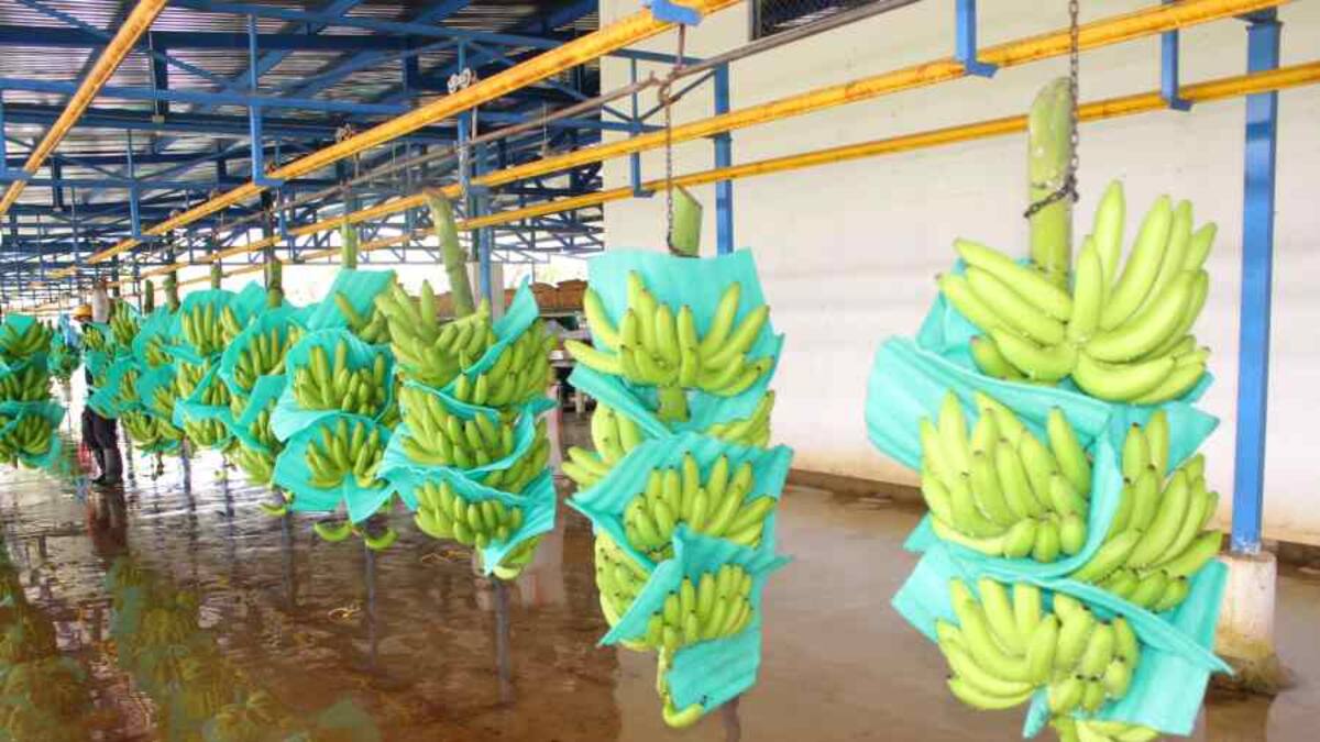 ASBAMA alerta sobre el impacto de los aranceles en el sector bananero