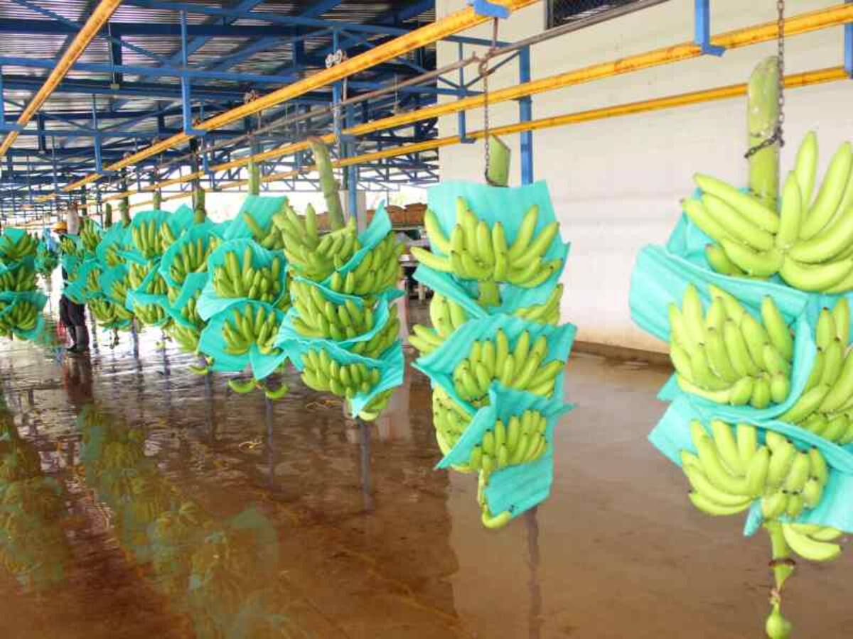 ASBAMA alerta sobre el impacto de los aranceles en el sector bananero