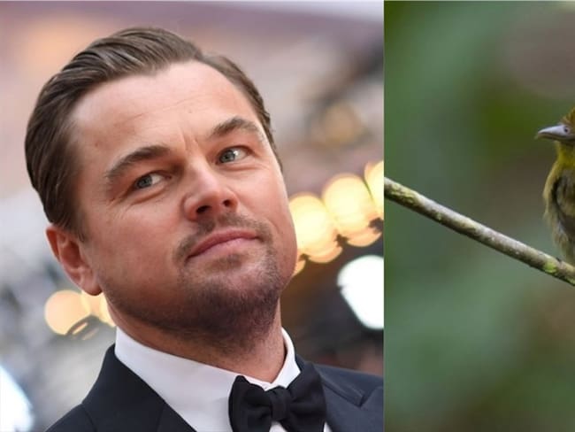 El actor estadounidense Leonardo Dicaprio resaltó el avistamiento de aves que se realizó en Córdoba, Colombia. Foto: Getty Images