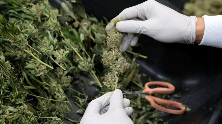 Serán considerados medicamentos de control especial y deben ser entregados únicamente por un químico farmacéutico y bajo prescripción médica.. Foto: Getty Images