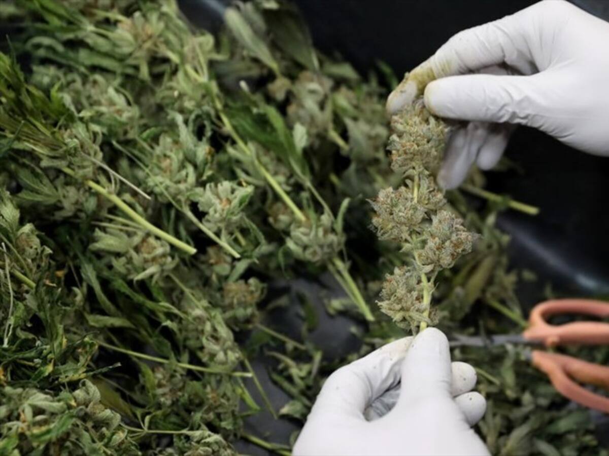 Preparaciones magistrales a base de cannabis ya se pueden vender en Colombia