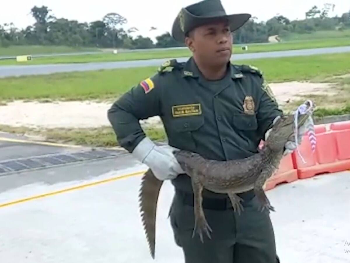 Desfile de babilla en aeropuerto de Bucaramanga impidió salida de vuelos
