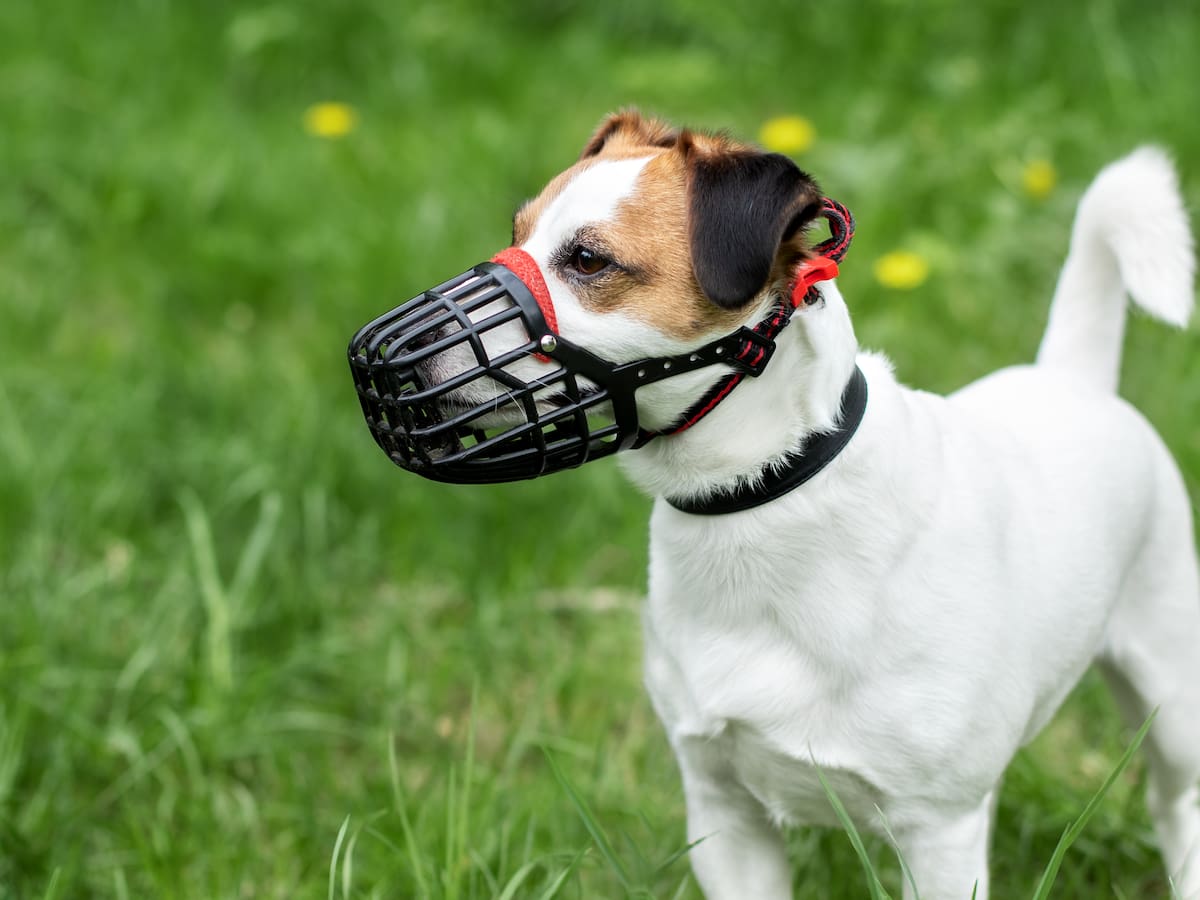 Razas de perros que deben ir con bozal por ley: ¿de cuánto es la multa si la infringen?
