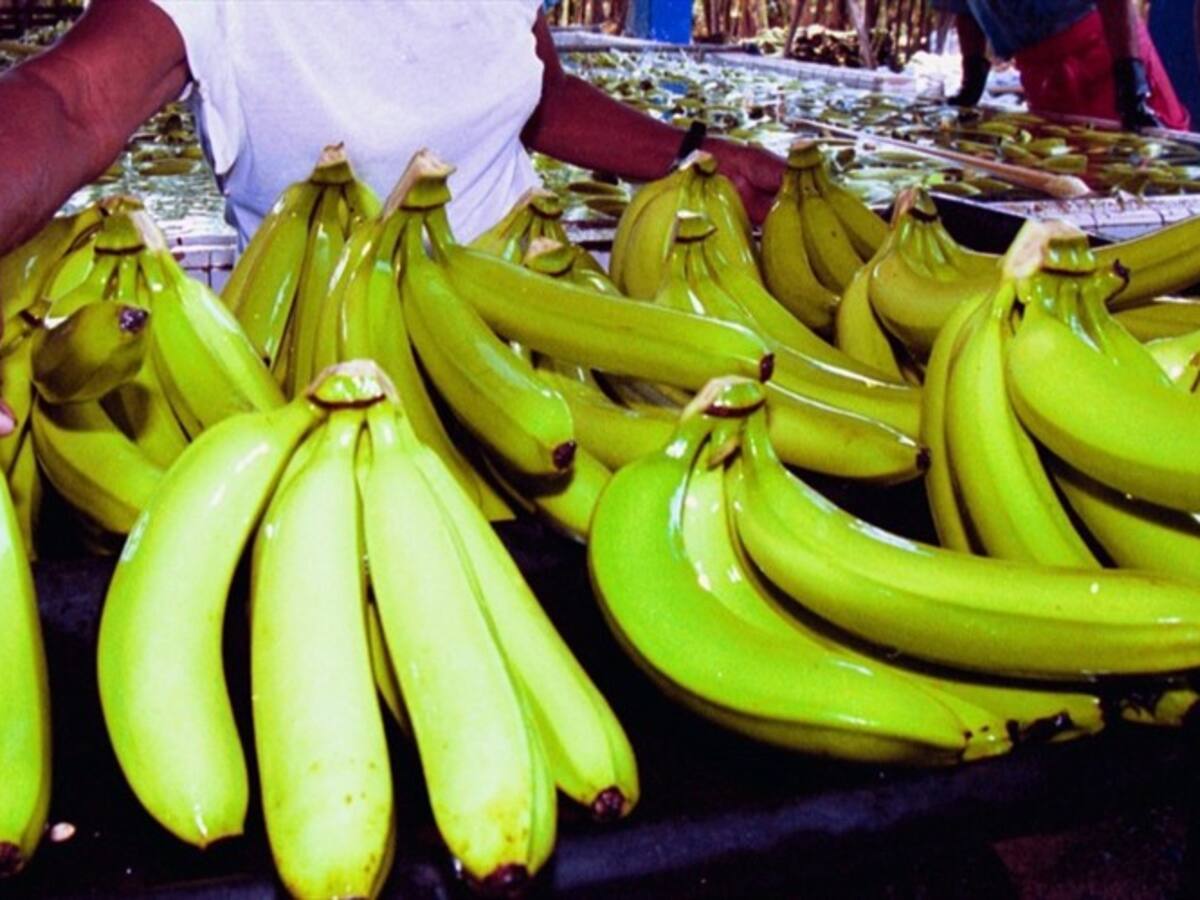 US$2 millones se han invertido para contener el Fusarium R4