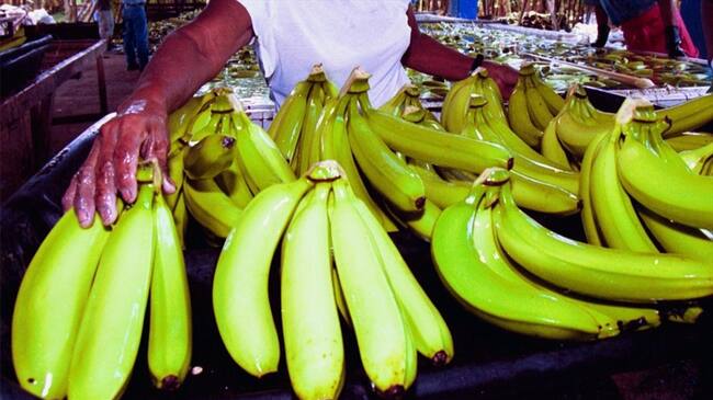 US$2 millones se han invertido para contener el Fusarium R4. Foto: Colprensa