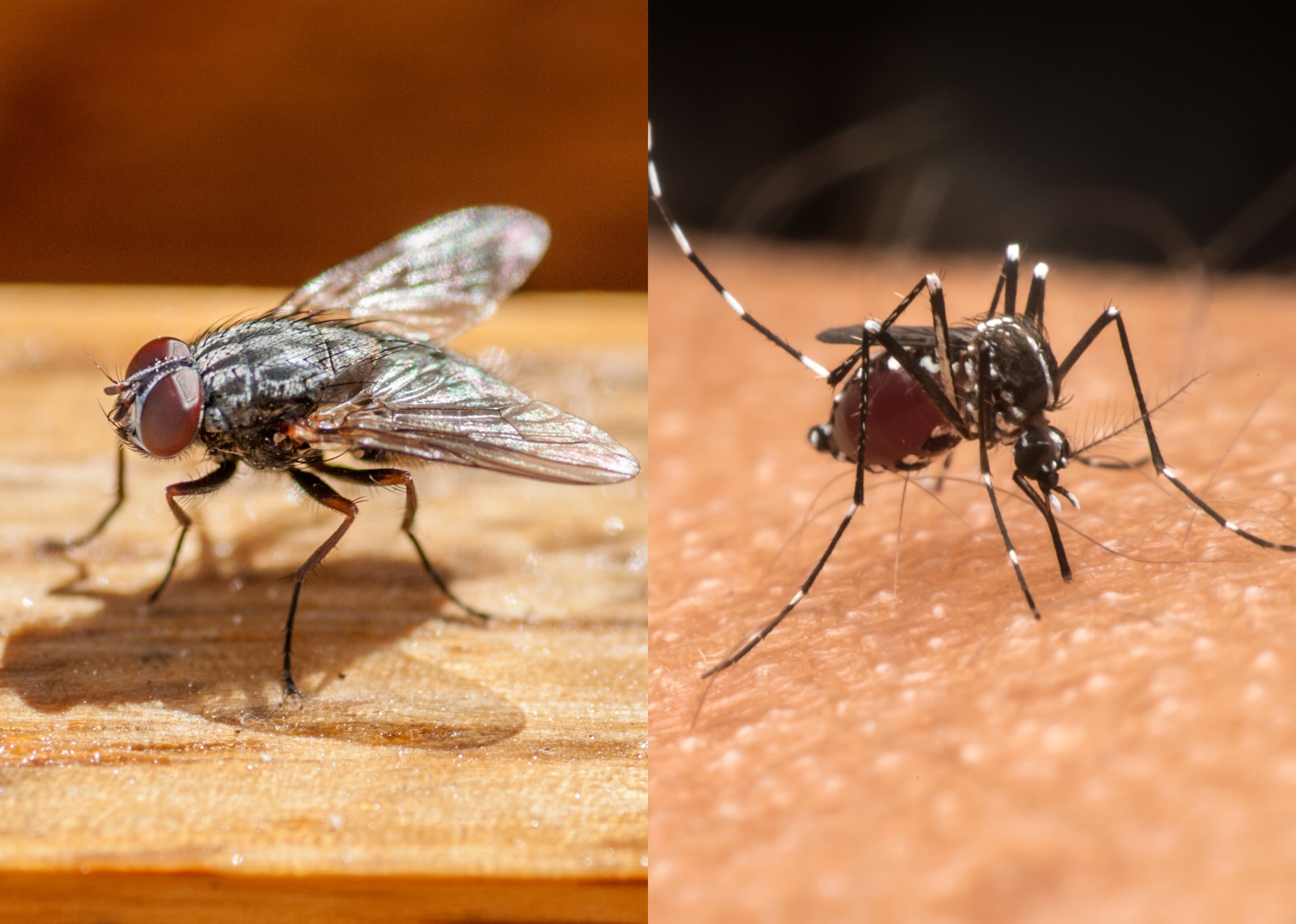 Mosca y mosquito | Fotos: GettyImages