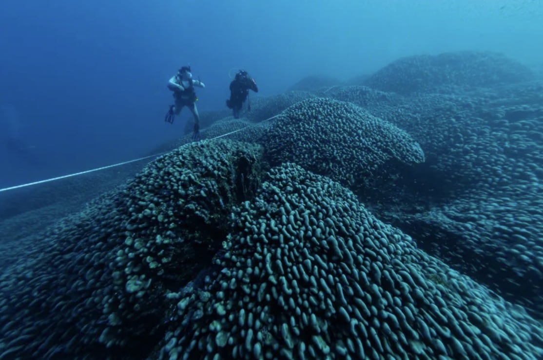 Buzos inspeccionando el coral más grande del mundo en las Islas Salomón. Fotografía de: EFE/ Manu San Felix / National Geographic Pristine Seas.