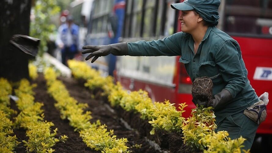 Cifras de árboles sembrados y talados que entregó el distrito no serían ciertas. Foto: Colprensa