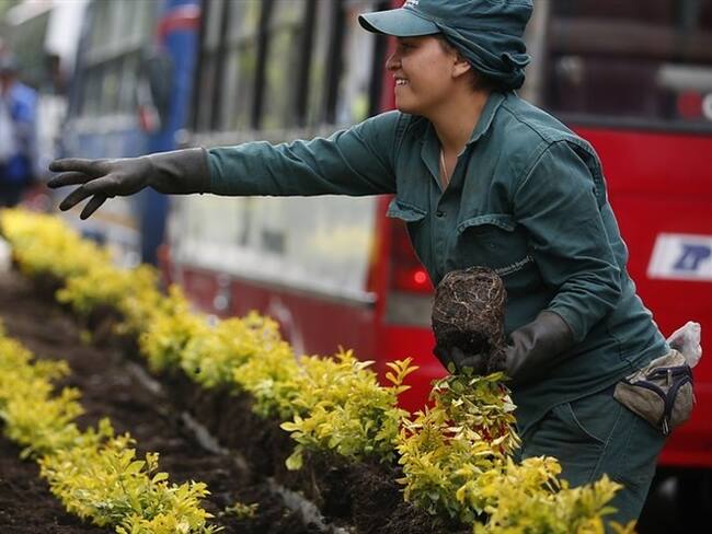 Cifras de árboles sembrados y talados que entregó el distrito no serían ciertas. Foto: Colprensa
