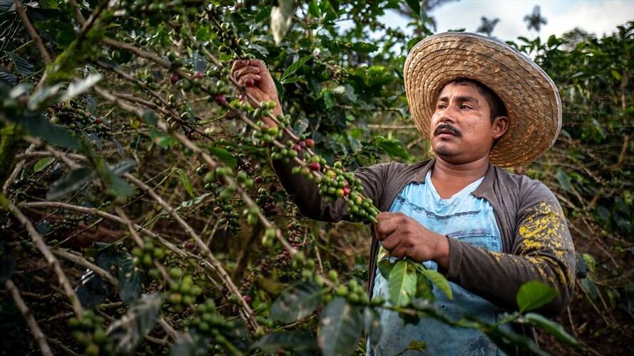 Producción de café en Colombia. Foto: Colprensa