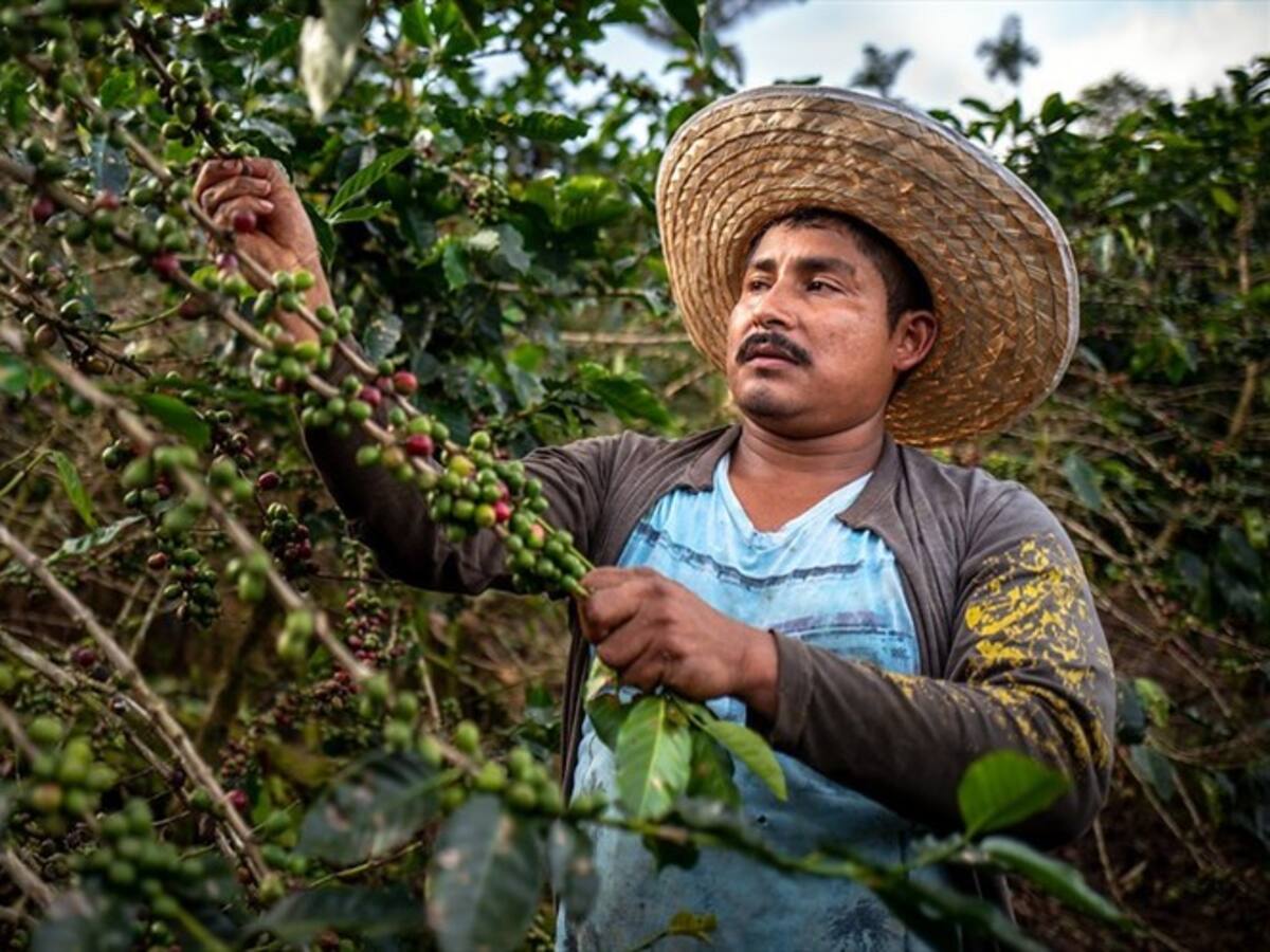 Cafeteros del país esperan recoger más de 6 millones de sacos en el primer semestre