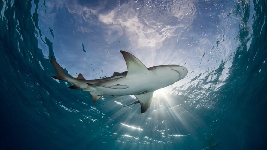 Encuentran una extraña cría de tiburón con cara humana. Foto: Getty Images