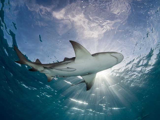 Encuentran una extraña cría de tiburón con cara humana. Foto: Getty Images