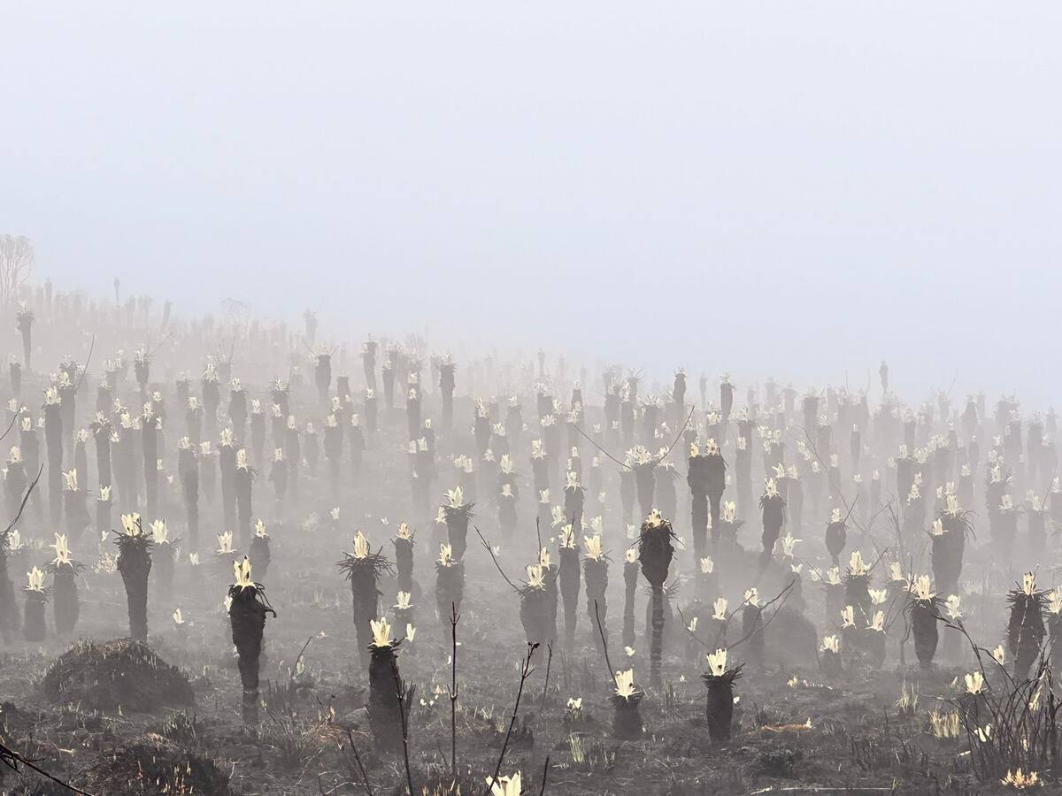 Frailejones vuelven a florecer tras incendio en el Páramo de Berlín