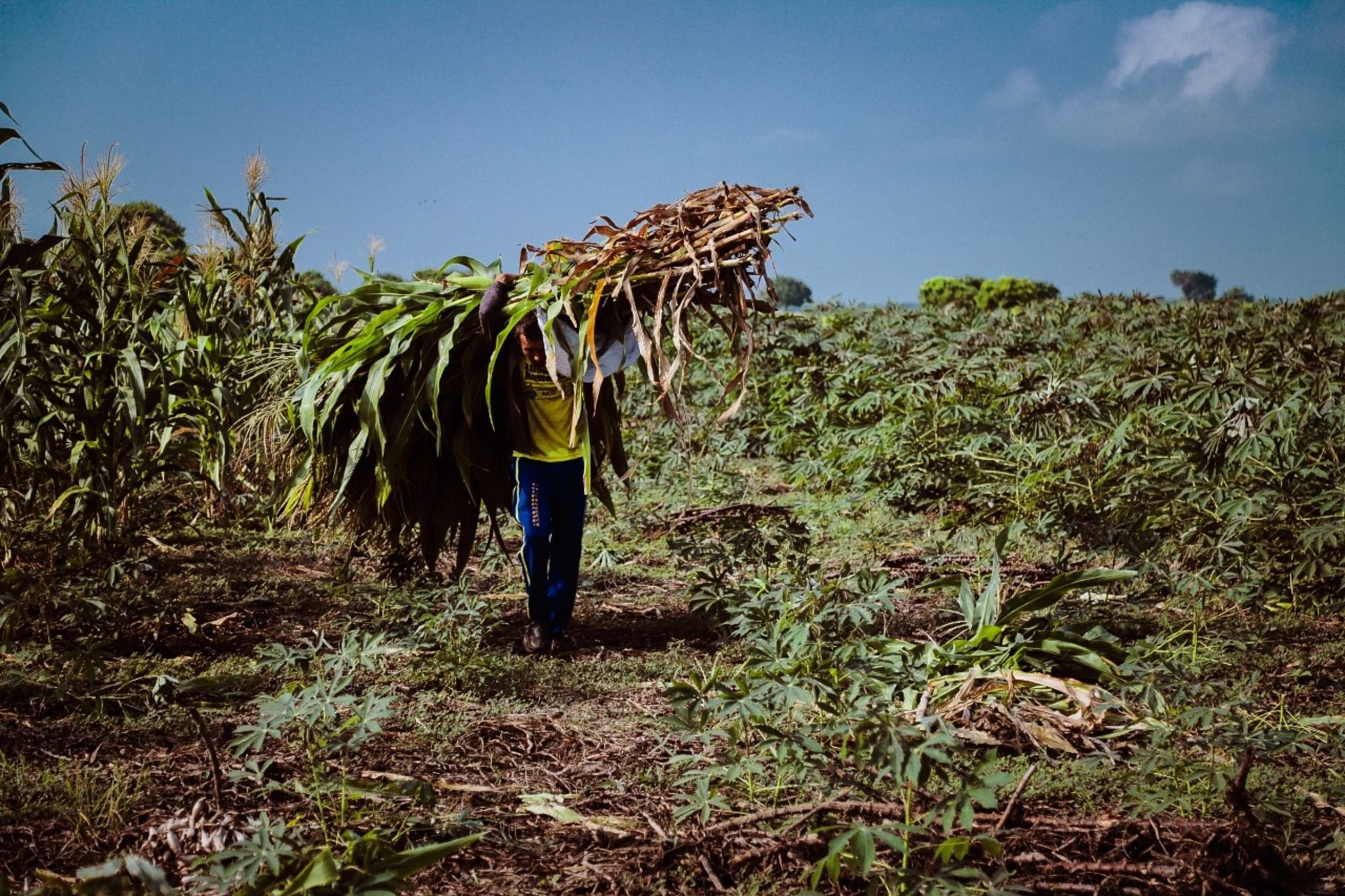 Campesinos de Plato, Magdalena. Foto: Cortesía de la Alcaldía de Plato