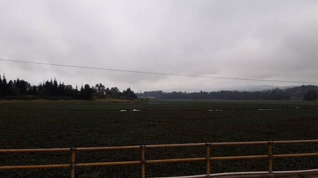 En los linderos de esta represa, que opera Usochicamocha, además de los olores se puede observar la proliferación de zancudos.. Foto: La W