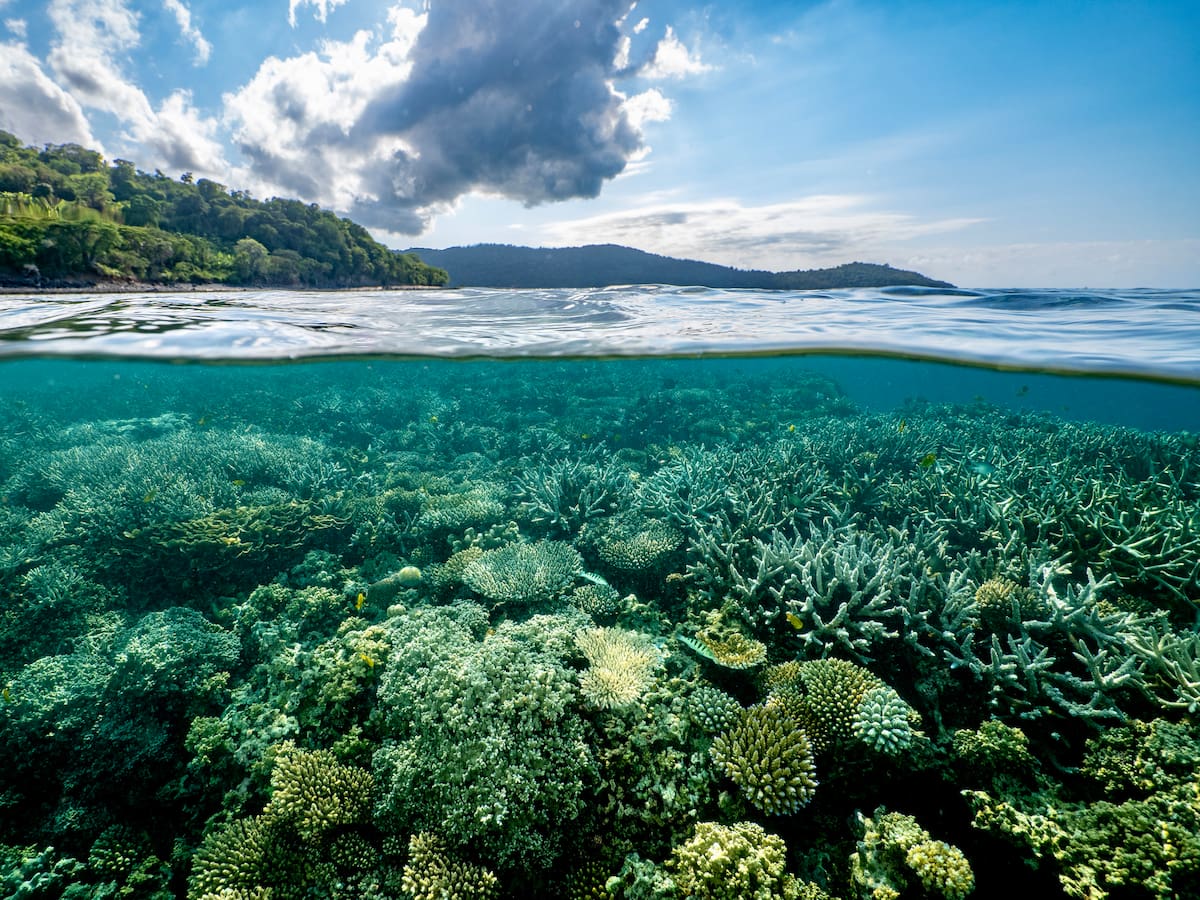 Estos son los países con mayor biodiversidad del mundo: ¿qué puesto ocupa Colombia?
