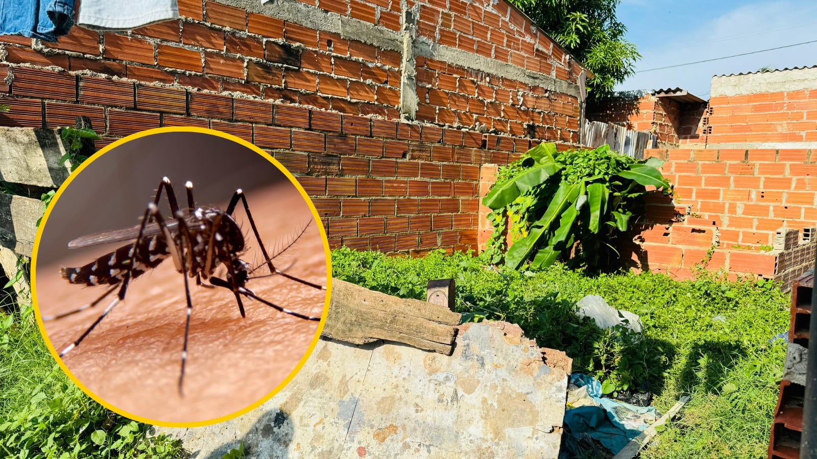 Dengue en Cartagena. Foto: Archivo Alcaldía de Cartagena / Dengue: Referencia