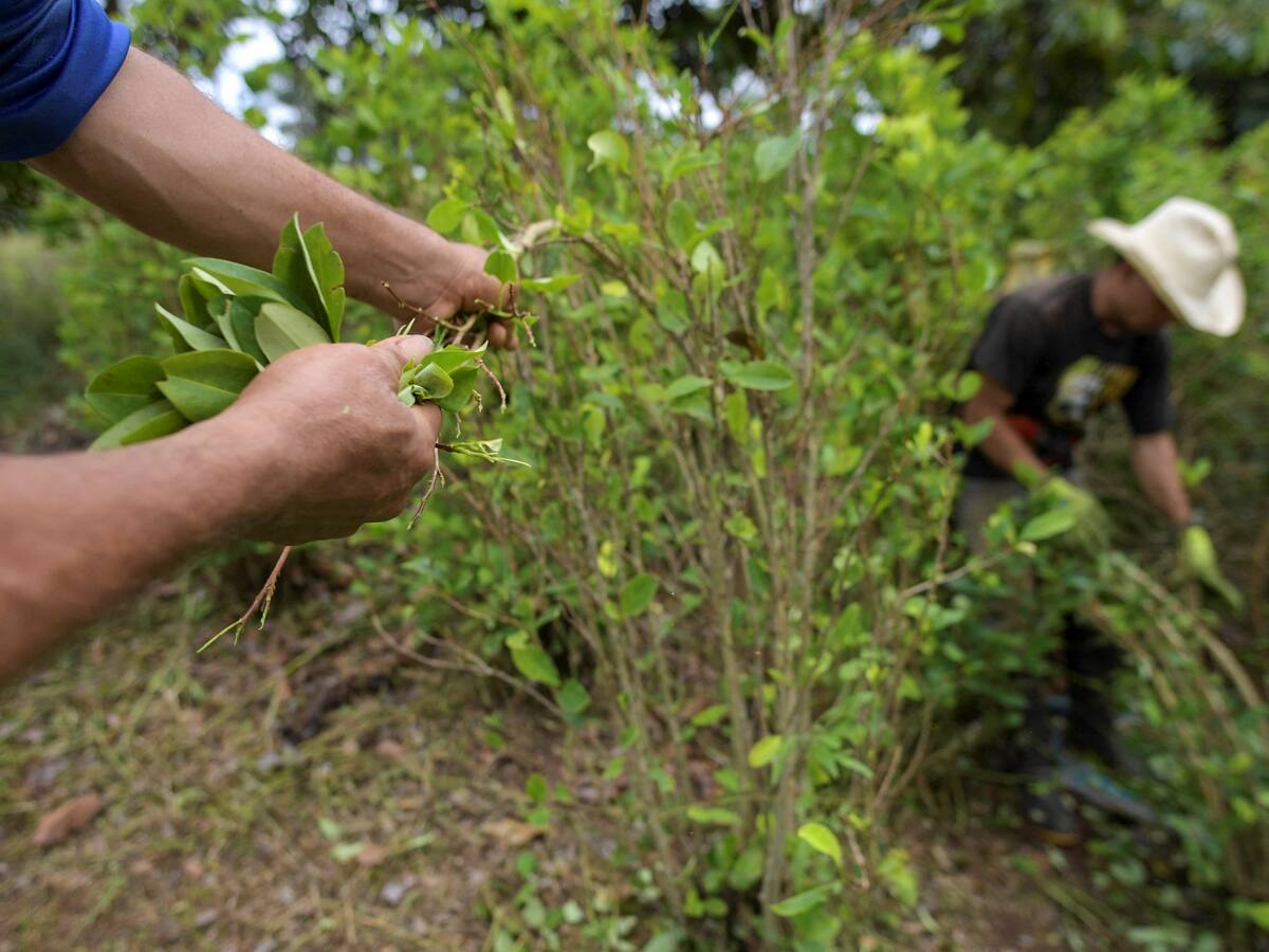 Habrá cambio de definición en política antidrogas y de cultivos en gobierno Petro