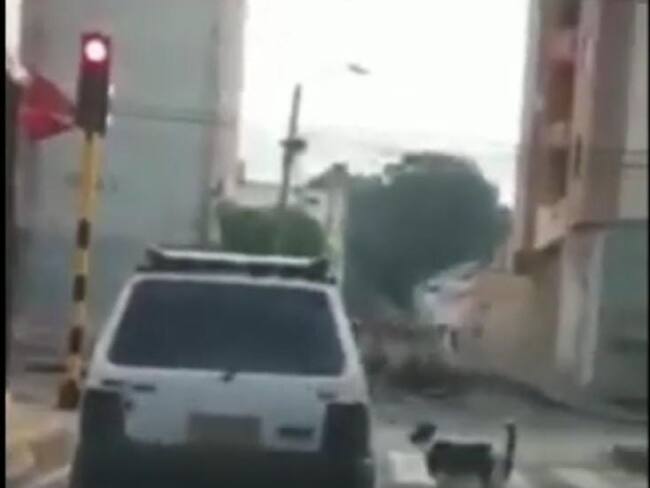 Perro abandonado / tomada del video