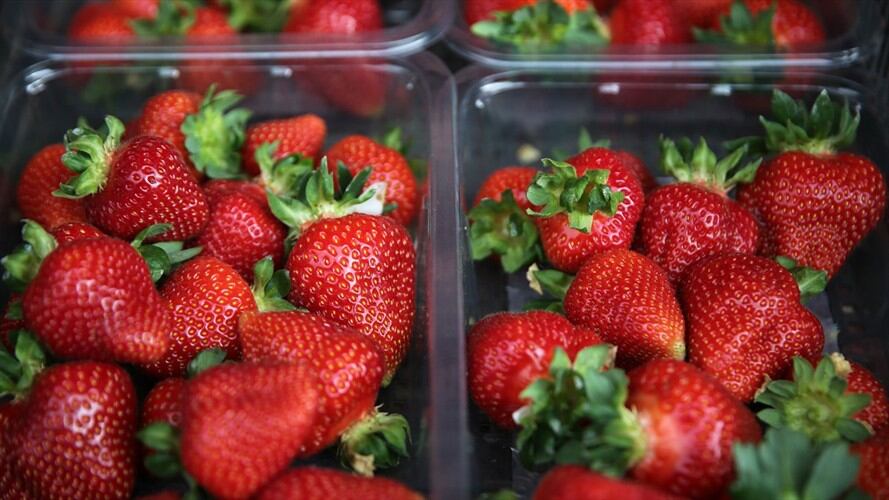 El primer ministro australiano calificó este miércoles de "terrorismo" la aparición en varios lugares del país de fresas con una aguja de coser escondida dentro. Foto: Getty Images