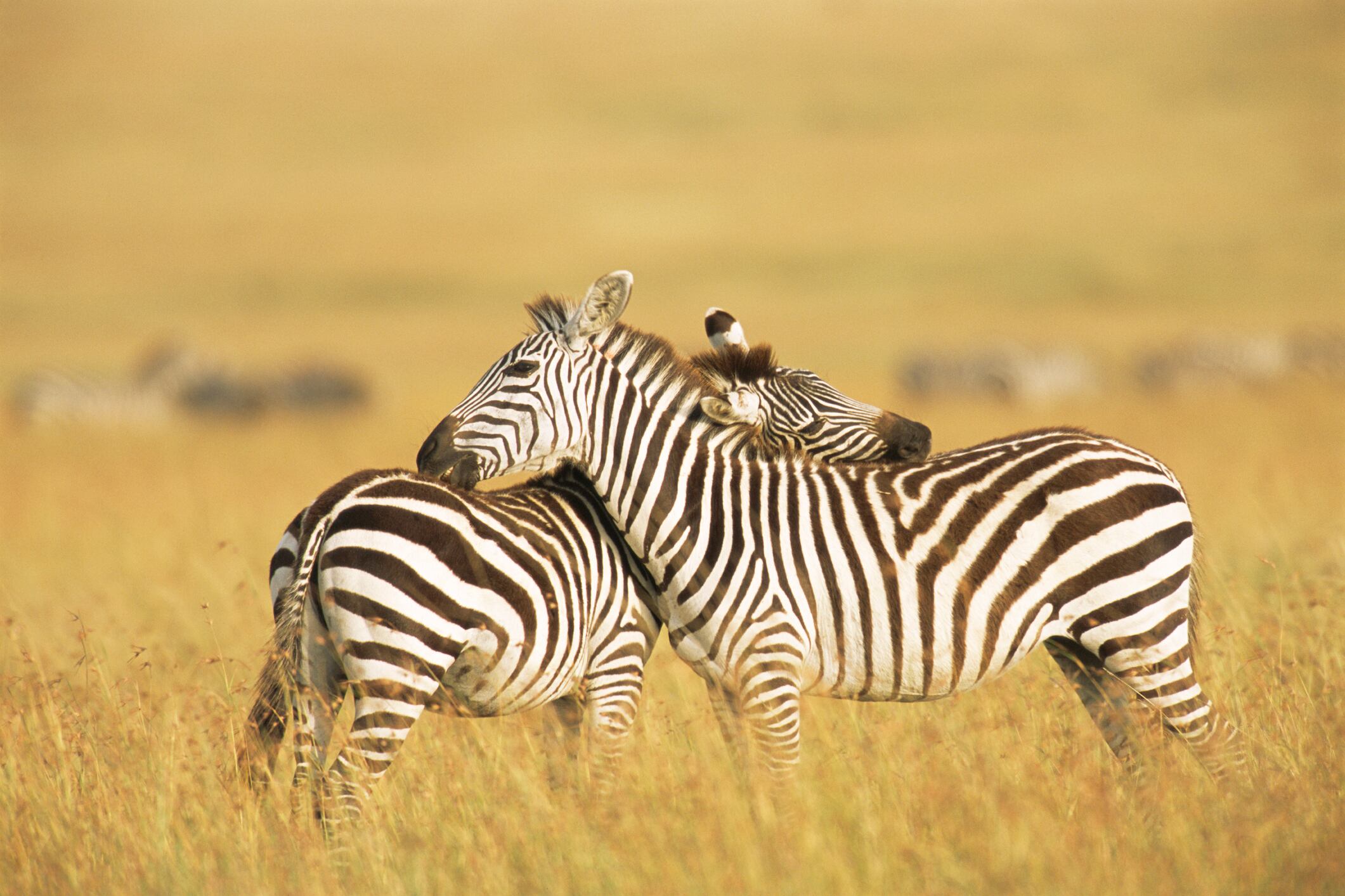 Cebras imagen de referencia. Foto: Getty Images.
