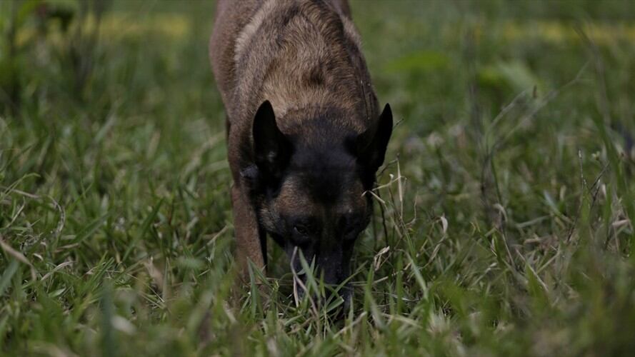 Otros afectados y de quienes muy poco se habla, son los perros y gatos en situación de abandono.. Foto: Colprensa