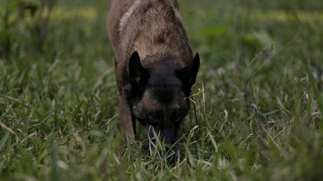 Otros afectados y de quienes muy poco se habla, son los perros y gatos en situación de abandono.. Foto: Colprensa