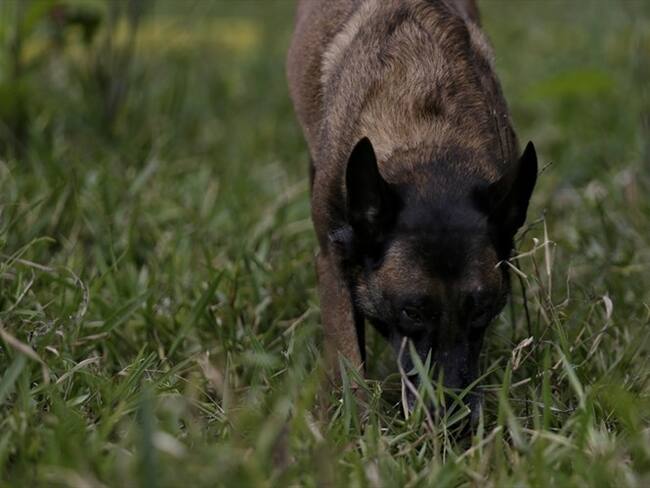 Otros afectados y de quienes muy poco se habla, son los perros y gatos en situación de abandono.. Foto: Colprensa