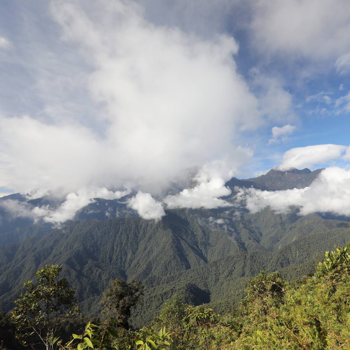 Suspenden autorización de ANLA para caza de fomento de fauna silvestre en Risaralda