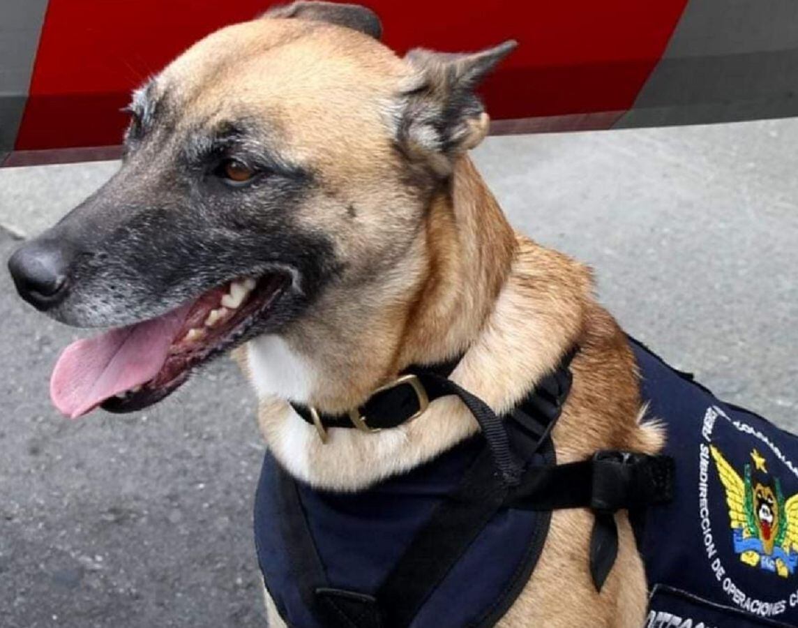 Murió canina antiexplosivos tras la activación de una caja bomba en Cúcuta- Cortesía