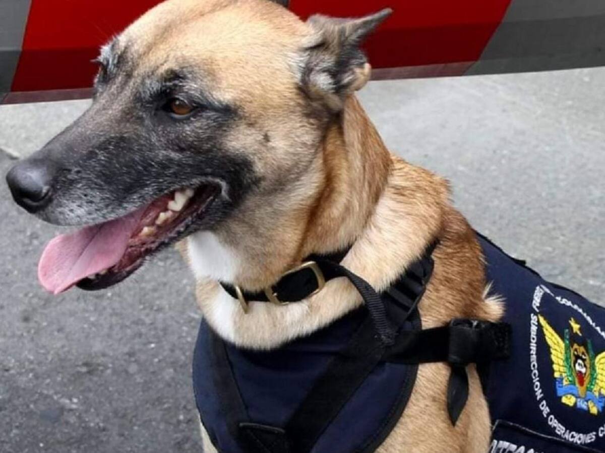 Murió perro antiexplosivos tras la activación de una caja bomba en Cúcuta