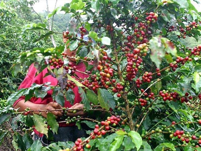 Según la FNC, la producción de café aumentó en junio mientras las exportaciones cayeron. Foto: Colprensa