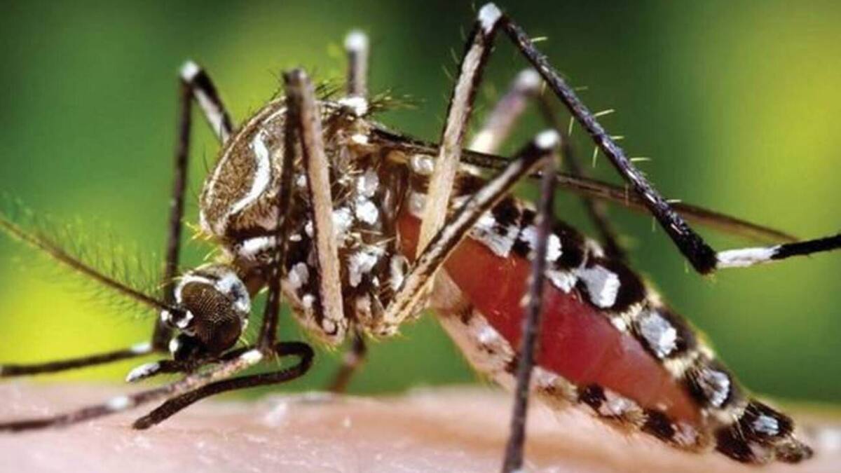 Alarmante incremento de casos de dengue en el Casanare