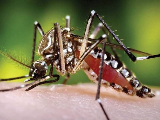 Mosquito del dengue. Foto: Colprensa(Thot)