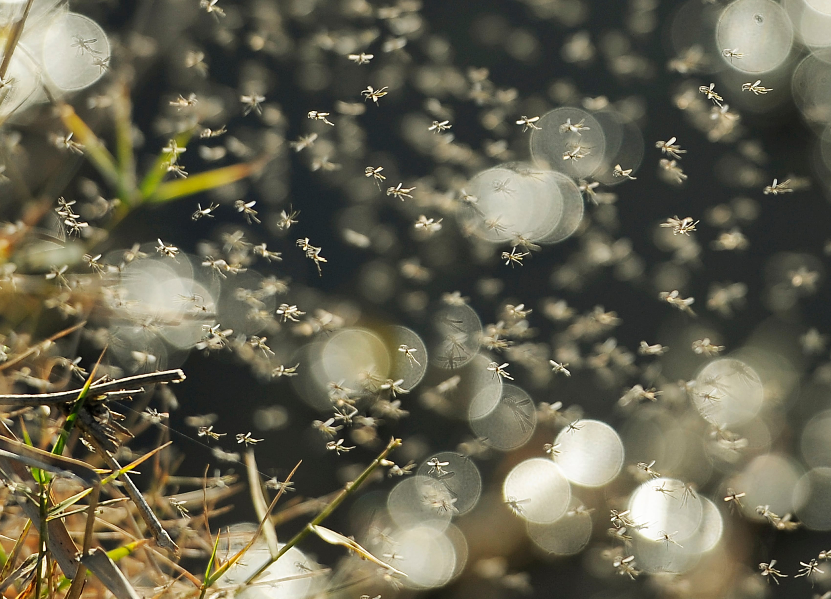 Imagen de referencia de mosquitos. Foto: Getty Images