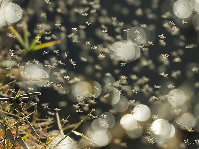 Imagen de referencia de mosquitos. Foto: Getty Images
