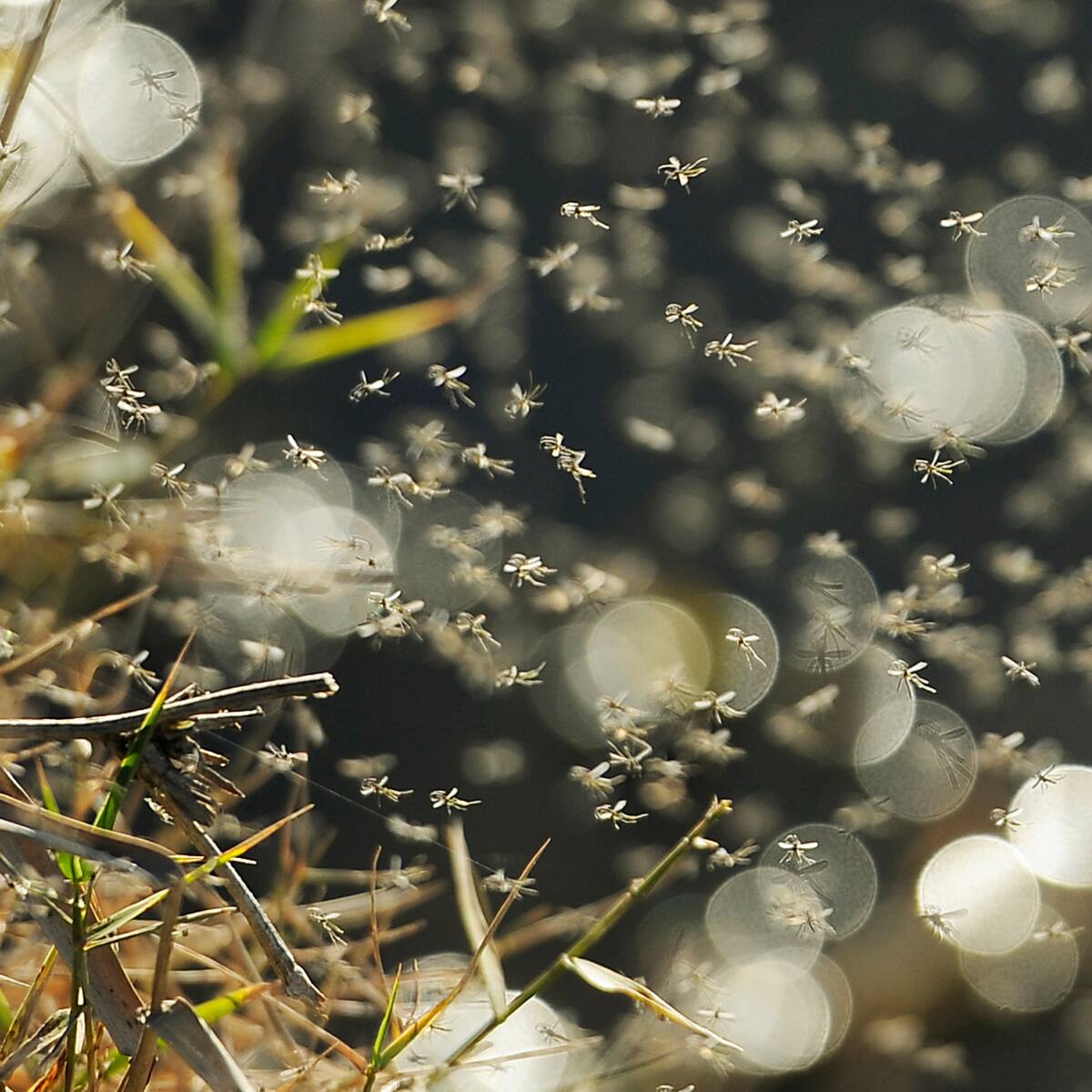 ¿Cómo es el mosquito del dengue? Así puede diferenciarlo de los normales