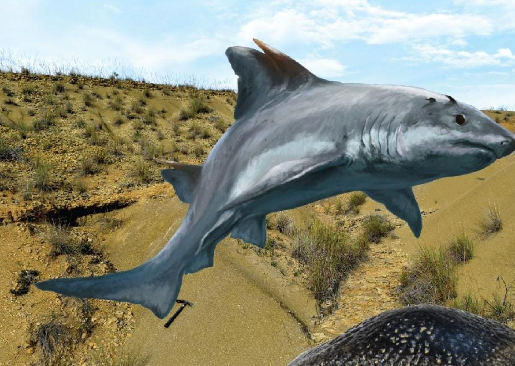 Tiburón/Jorge Blanco - Edwin Cadena