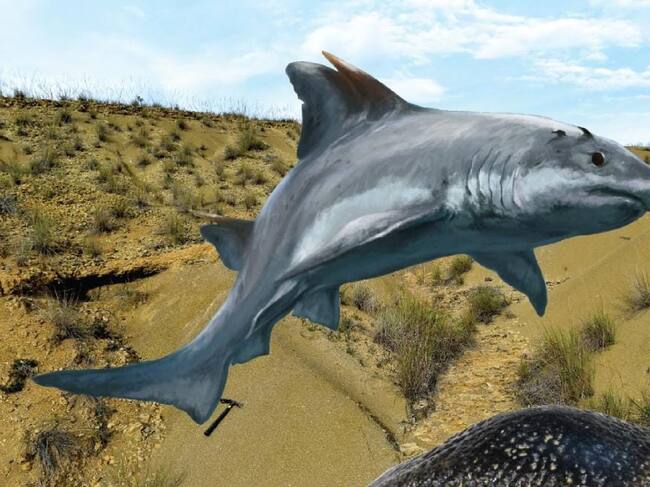 Tiburón/Jorge Blanco - Edwin Cadena