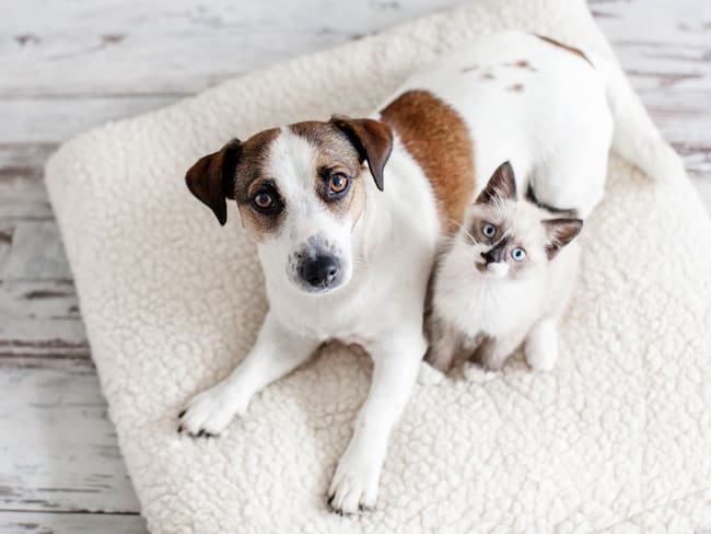 Así funciona Guru 4 Pets: el mayor buscador de servicios para mascotas