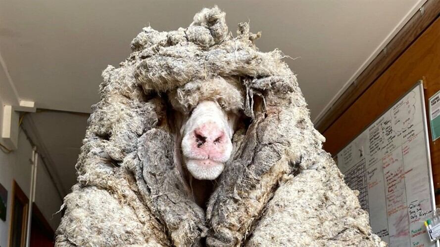Salvaron a 'Baarack', una oveja salvaje con 34 kilos de lana encima. Foto: Facebook: Edgar's Mission