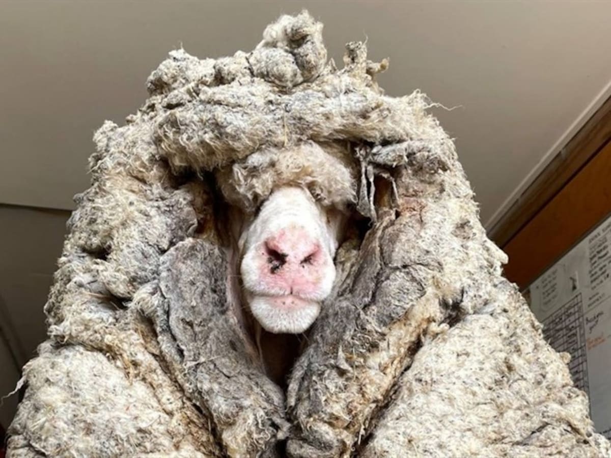 Increíble: Salvan la vida de una oveja salvaje con 34 kilos de lana encima