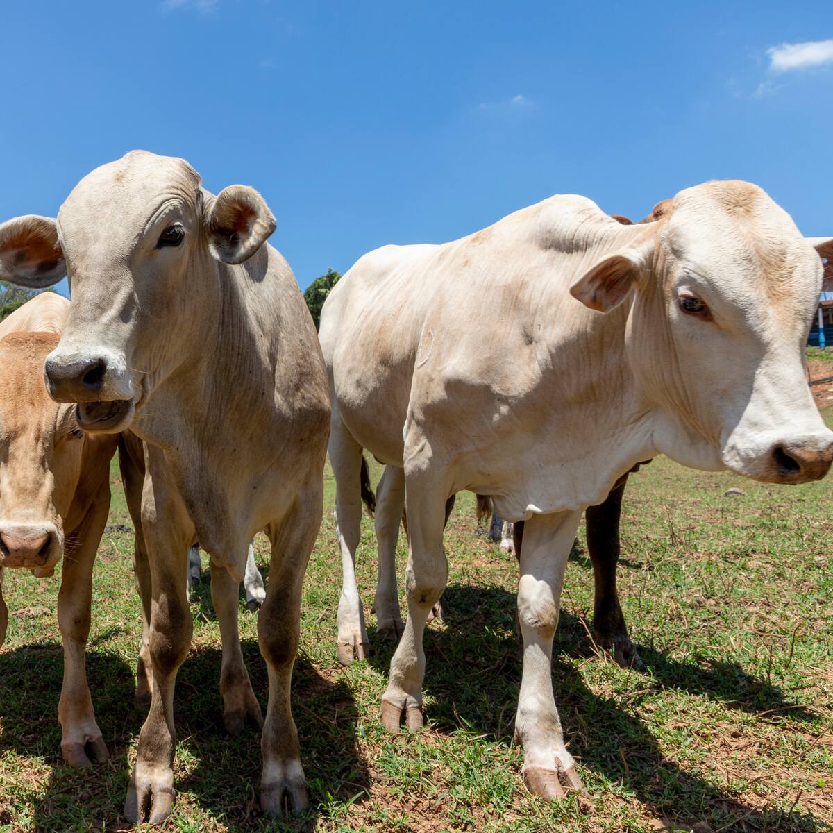 Así funcionaba el entramado de la estafa ganadera en Llanogrande: empresarios cayeron