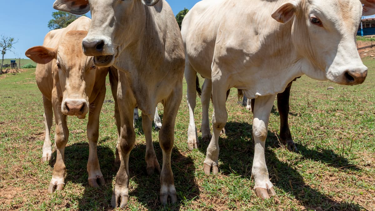 Pirámide ganadera de Llanogrande que estafó a élite paisa devolverá $83.000 millones a afectados