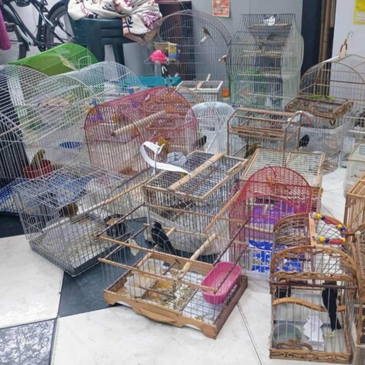 Rescatan más de 50 aves silvestres de una vivienda en el sur de Bogotá
