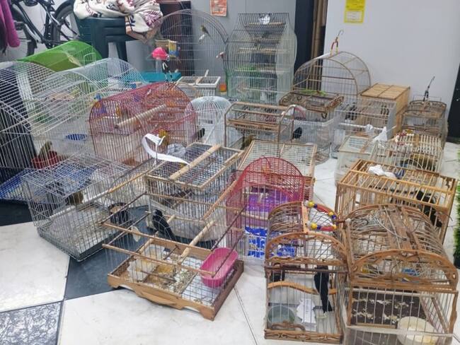 Rescatan más de 50 aves silvestres de una vivienda en el sur de Bogotá. Foto: Secretaría de Ambiente de Bogotá.