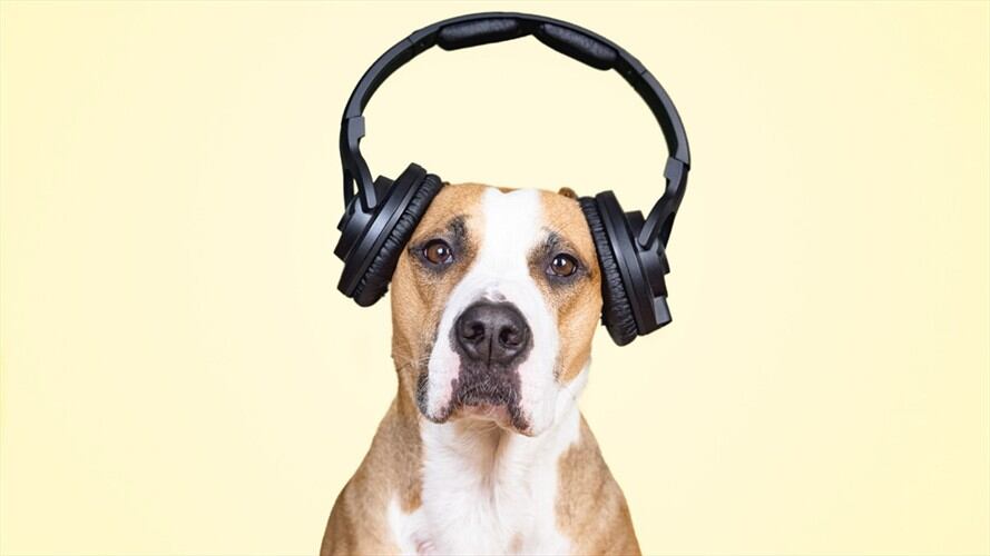 “Felices fiestas mascotas”, la propuesta musical de Natgeo para que los animales no sufran con la pólvora. Foto: Getty Images