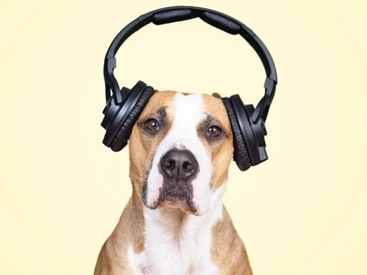 Tome nota: así podrá evitar que su mascota sufra con la pólvora